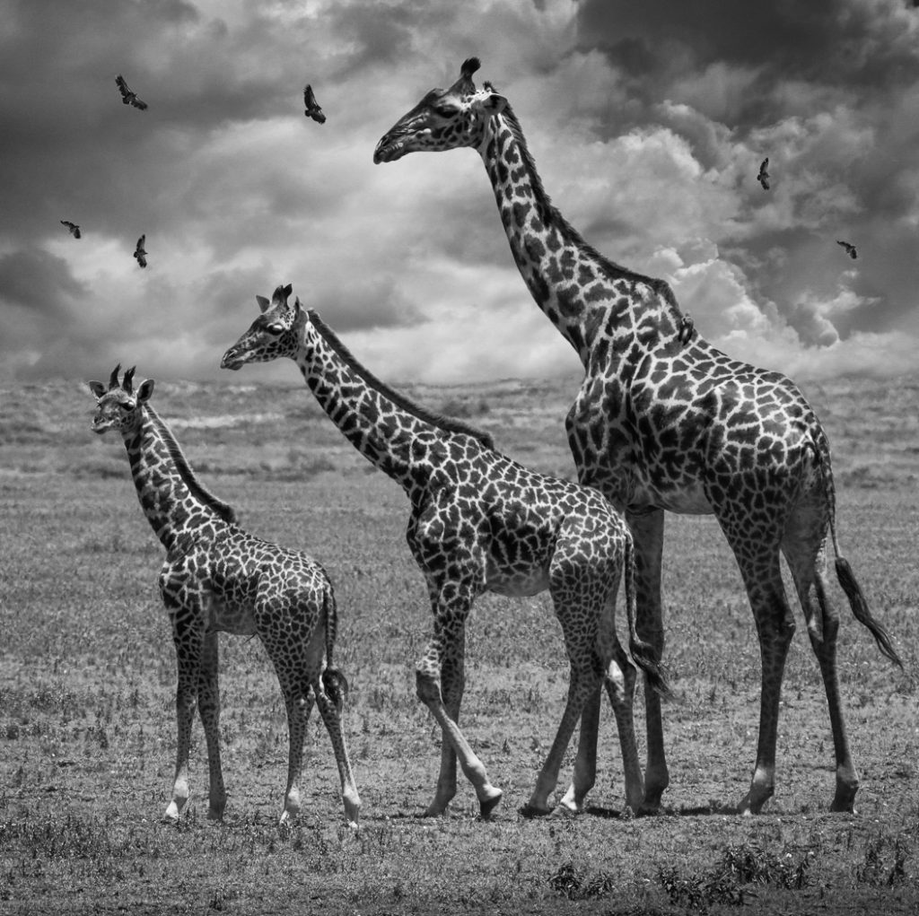 Mom And Dad Plus One - Judy Lanier